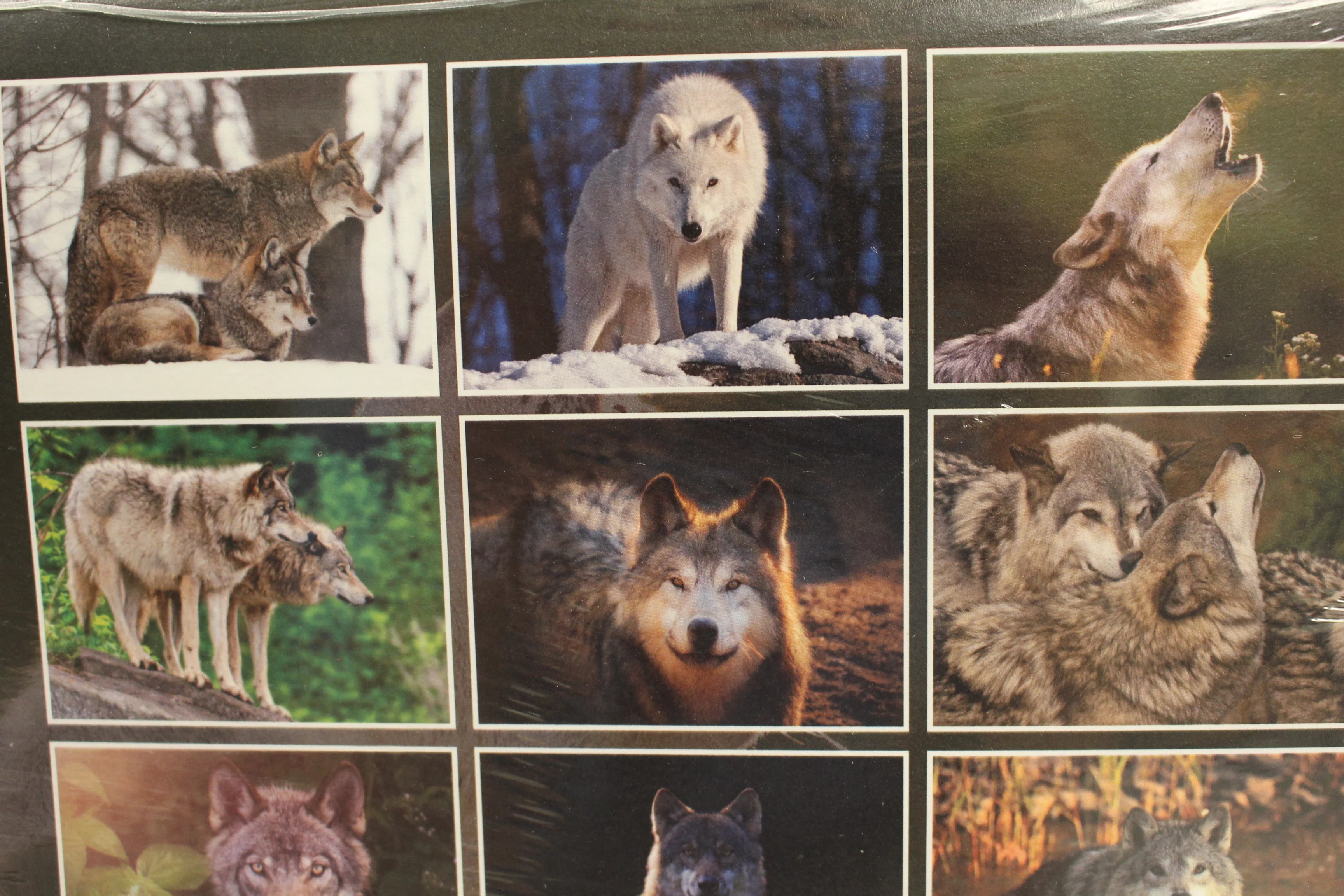 2025 Wolves Calendar - 9" x 12" - New - Image 4