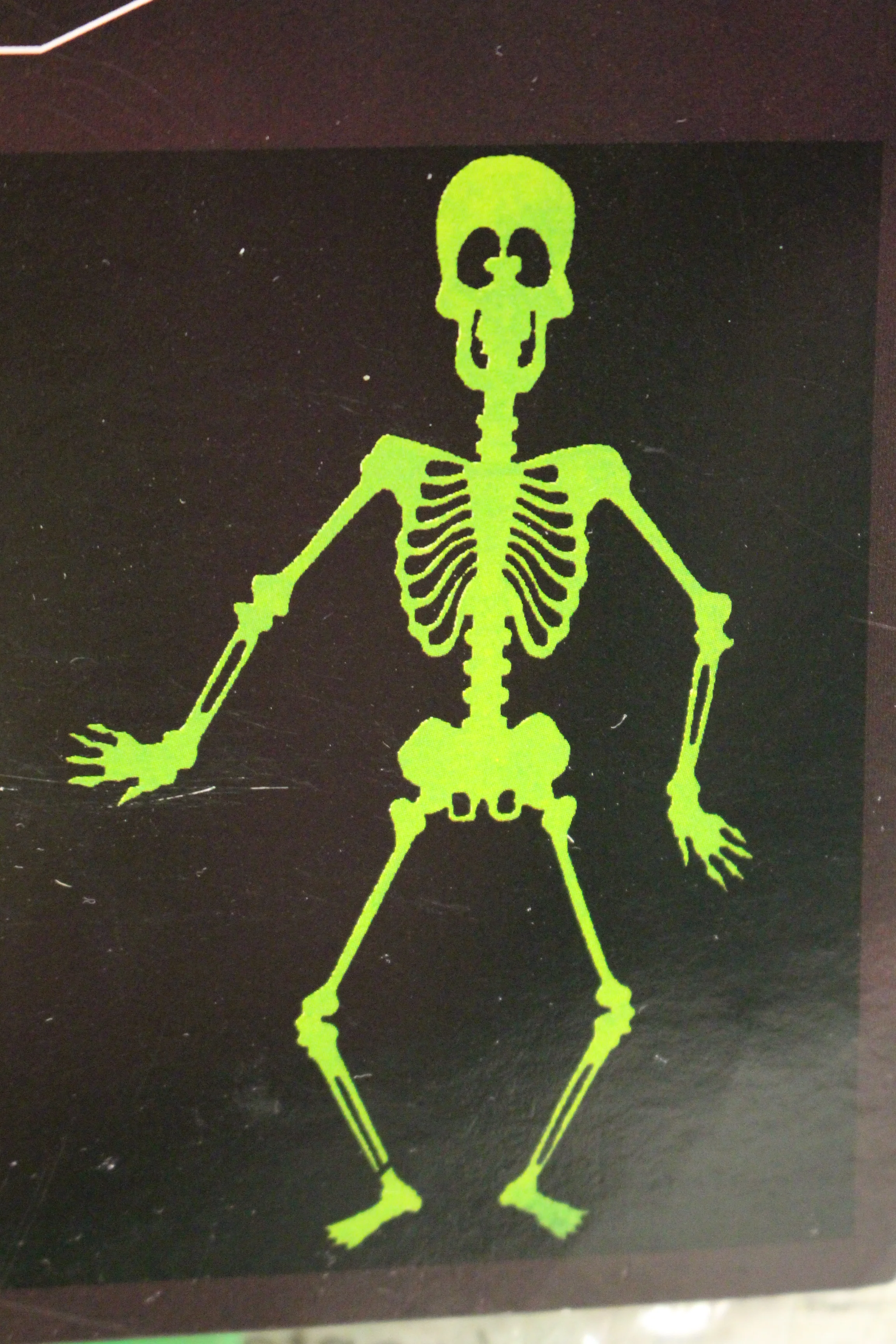 Glow-In- The-Dark 3 Ft. Skeleton - Used - Image 2