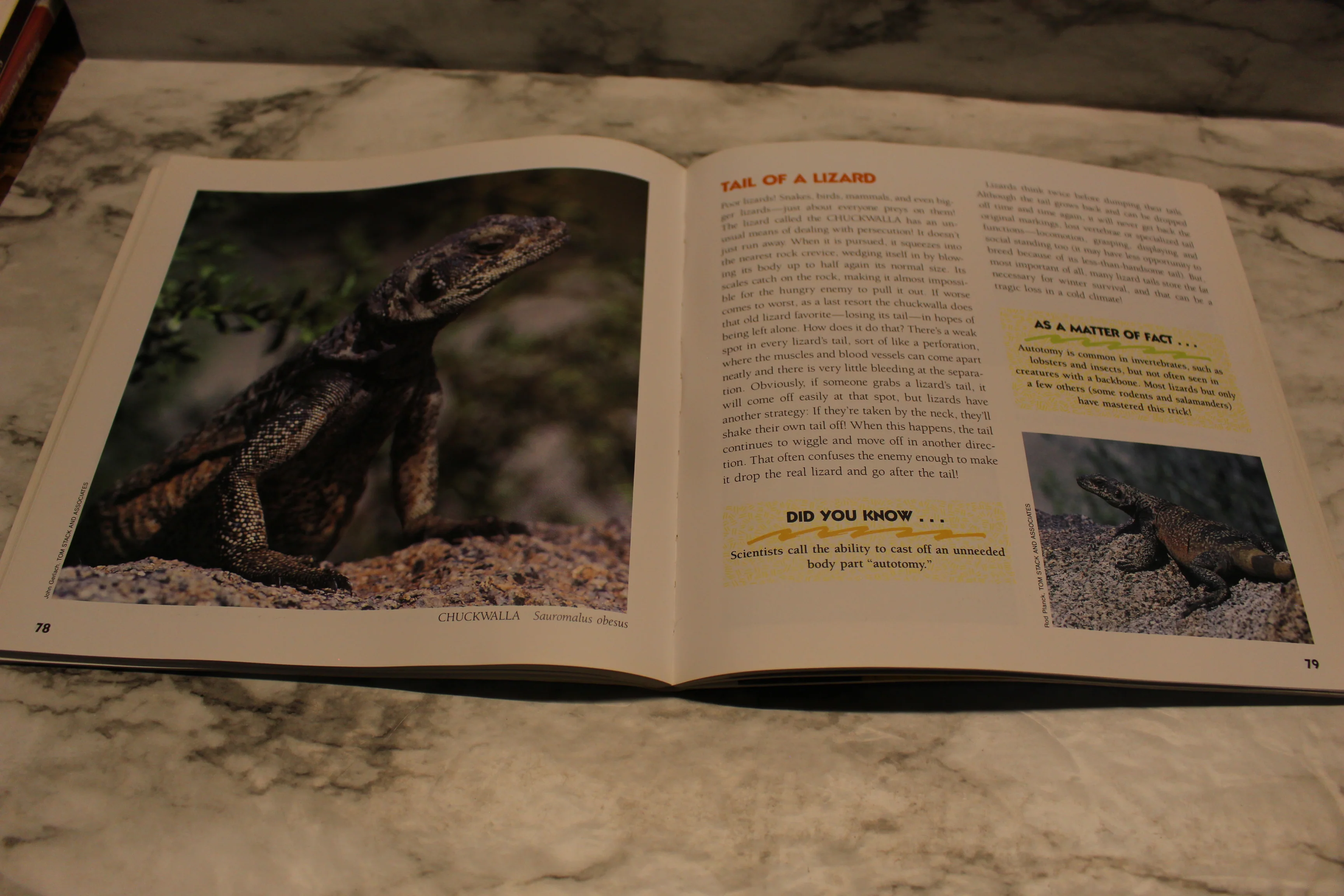 World's Wildest Animals - By Leslee Elliott - Used - Image 4